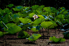 آغاز شکفتن نیلوفرهای آبی تالاب انزلی 
